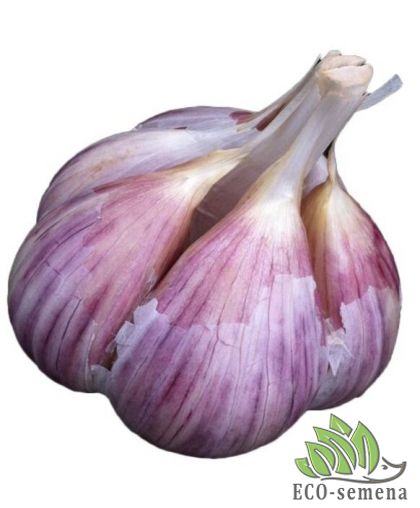 Чеснок озимый Харьковский фиолетовый 1 кг