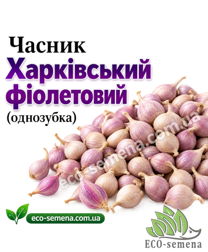 Чеснок-однозубка озимый Харьковский фиолетовый 1 кг Чеснок-однозубка озимый Харьковский фиолетовый 1 кг