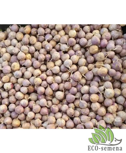 Чеснок-однозубка озимый Любаша 200 г