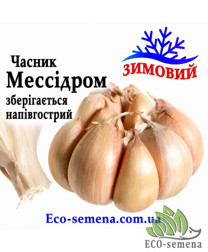 Чеснок озимый Мессидром (Messidrome) Украина 1 кг