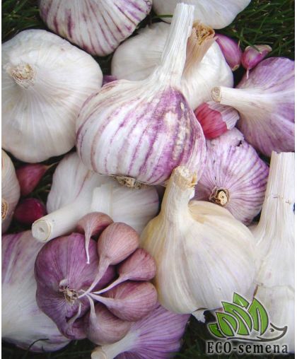 Чеснок севок озимый Любаша, головка 1 кг