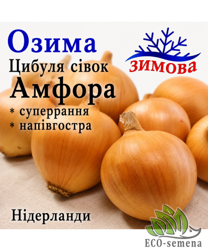 Лук-севок озимый Амфора (Amfora) TOP Onions / Нидерланды 0,5 кг 
