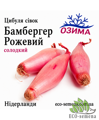 Лук-севок озимый Бамбергер Розовый (Дельфин), Нидерланды 0,5 кг