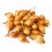 Лук-севок озимый Болеро (Bolero) TOP Onions / Нидерланды 1 кг 