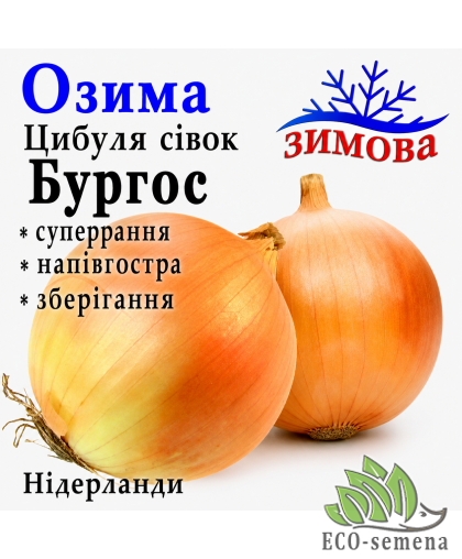 Лук-севок озимый Бургос (Burgos) TOP Onions / Нидерланды 0,5 кг 