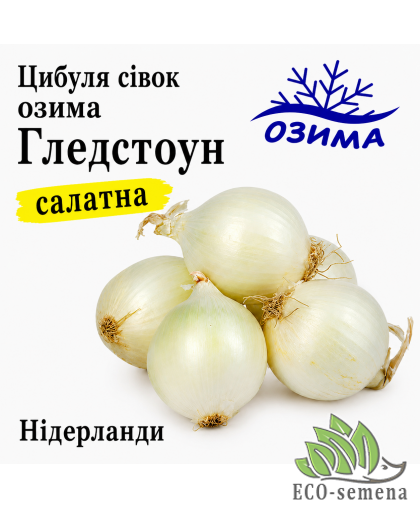 Лук-севок озимый Гледстоун (Gledstone) Broer / Нидерланды 0,5 кг