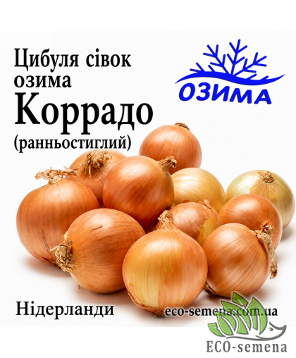 Лук-севок озимый Коррадо F1 TOP Onions / Нидерланды 0,5 кг 