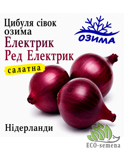 Лук-севок озимый Ред Электрик (Electric) Broer / Нидерланды 0,5 кг 