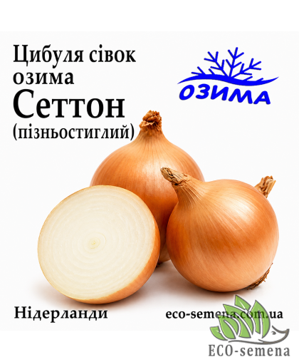 Лук-севок озимый Сеттон (Setton) TOP Onions / Нидерланды 0,5 кг 