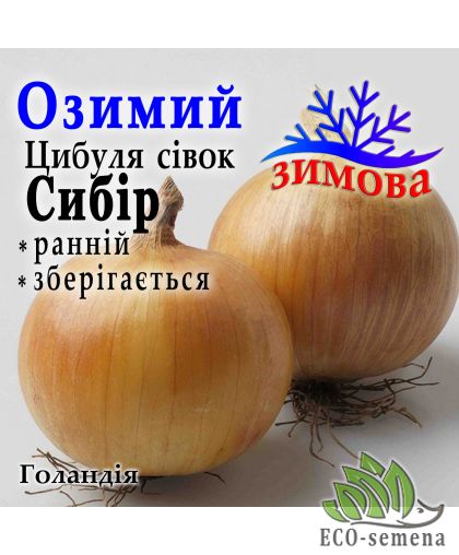 Лук севок озимый Сибирь Голландия 1 кг