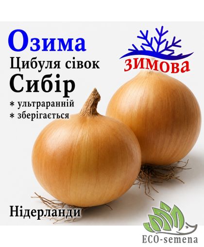 Лук-севок озимый Сибирь Broer / Нидерланды 1 кг