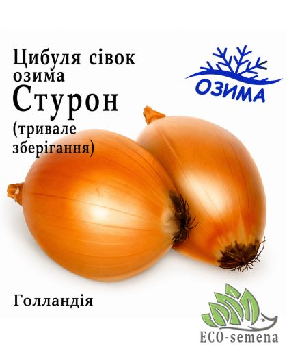 Лук-севок озимый Стурон (Sturon) Broer / Голландия 1 кг Лук-севок озимый Стурон (Sturon) Broer / Голландия 1 кг