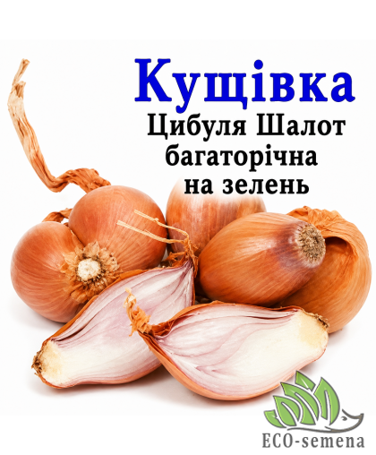 Лук-севок Кущевка длинная (на зелень) Украина 1 кг