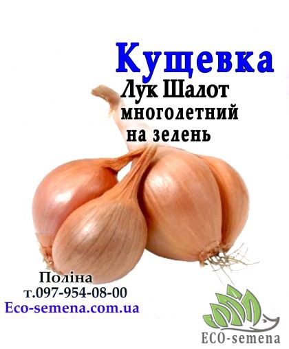 Лук севок Кущевка круглый Украина 1 кг 