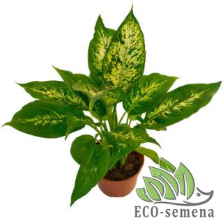 Для ДЕКОРАТИВНО-ЛИСТВЕННЫХ