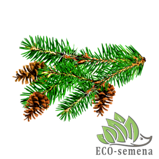 Для ХВОЙНЫХ