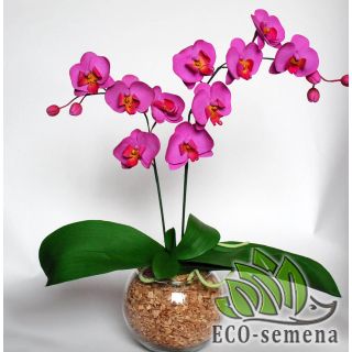 Для ОРХИДЕЙ