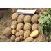 Семенной картофель Аризона (1 репродукция) раннеспелая Agrico 2,5 кг/уп Семенной картофель Аризона (1 репродукция) раннеспелая Agrico 2,5 кг/уп