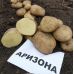 Семенной картофель Аризона (1 репродукция) раннеспелая Agrico 2,5 кг/уп Семенной картофель Аризона (1 репродукция) раннеспелая Agrico 2,5 кг/уп