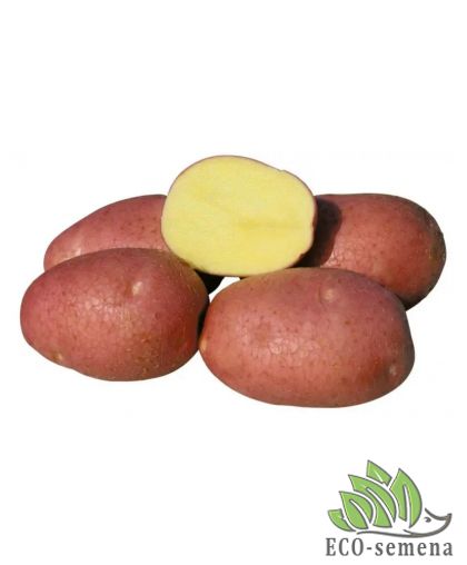 Семенной картофель Белларосса (1 репродукция) раннеспелая Agrico 2,5 кг/уп
