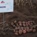 Семенной картофель Эсми (1 репродукция) Agrico 2,5 кг/уп