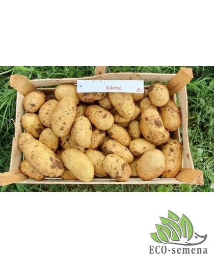 Семенной картофель Джолин (1 репродукция) Agrico 2,5 кг/уп