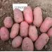 Семенной картофель Коразон (1 репродукция) Agrico 2,5 кг/уп Семенной картофель Коразон (1 репродукция) Agrico 2,5 кг/уп