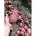 Семенной картофель Коразон (1 репродукция) Agrico 2,5 кг/уп Семенной картофель Коразон (1 репродукция) Agrico 2,5 кг/уп
