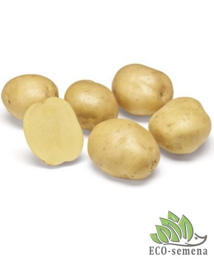 Семенной картофель Твистер (1 репродукция) Agrico 2,5 кг/уп