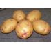 Семенной картофель Пикассо (1 репродукция) среднепоздний Agrico 2,5 кг/уп 