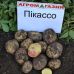 Семенной картофель Пикассо (1 репродукция) среднепоздний Agrico 2,5 кг/уп 