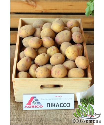 Семенной картофель Пикассо (1 репродукция) среднепоздний Agrico 2,5 кг/уп 