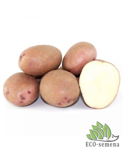 Семенной картофель Фотиния (1 репродукция) ИК НААН Украины 2,5 кг/уп