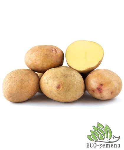 Семенной картофель Княгиня (1 репродукция) ИК НААН Украины 2,5 кг/уп