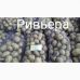 Семенной картофель Ривьера (1 репродукция) раннеспелая Agrico 2,5 кг/уп