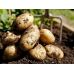 Семенной картофель Ривьера (1 репродукция) раннеспелая Agrico 2,5 кг/уп