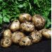 Семенной картофель Ривьера (1 репродукция) раннеспелая Agrico 2,5 кг/уп