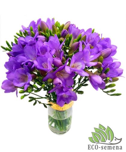 Фрезия (луковица) махровая Blue