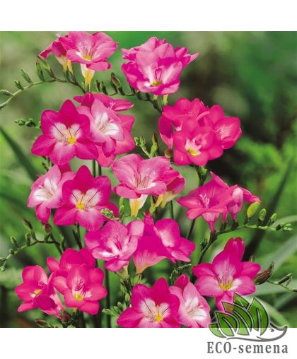 Фрезия (луковица) махровая Pink