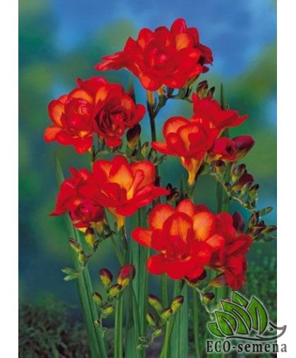 Фрезия (луковица) махровая Red