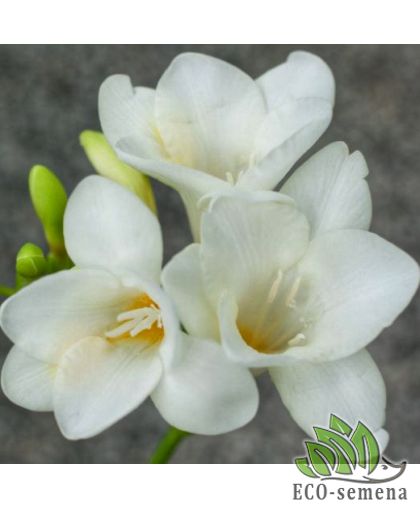 Фрезия (луковица) махровая White