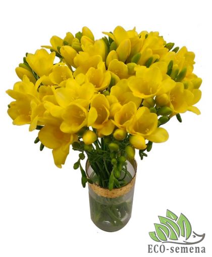 Фрезия (луковица) махровая Yellow