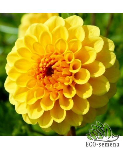 Георгина (луковица) помпонная Golden Sceptre Георгина (луковица) помпонная Golden Sceptre