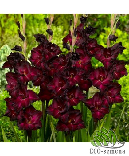 Гладиолус (луковица) крупноцветковый Belle de Nuit Гладиолус (луковица) крупноцветковый Belle de Nuit