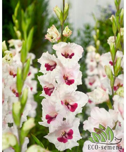 Гладиолус (луковица) крупноцветковый Fiorentina Гладиолус (луковица) крупноцветковый Fiorentina