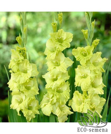 Гладиолус (луковица) крупноцветковый Green Star Гладиолус (луковица) крупноцветковый Green Star