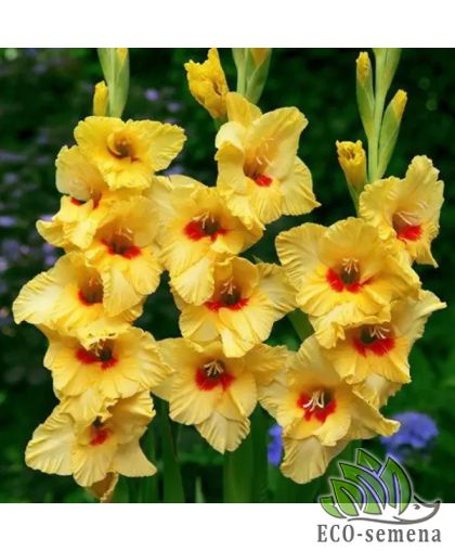 Гладиолус (луковица) крупноцветковый Marvinka Гладиолус (луковица) крупноцветковый Marvinka