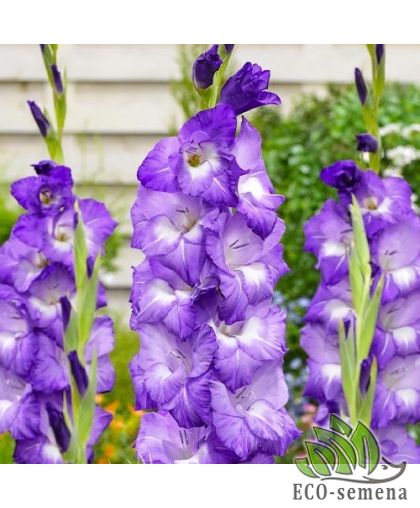 Гладиолус (луковица) крупноцветковый Nori Гладиолус (луковица) крупноцветковый Nori