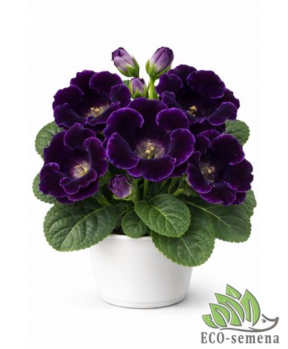 Глоксиния (луковица) Violacea
