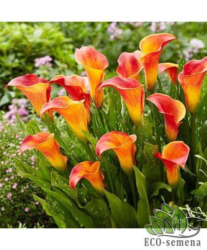 Калла (клубень) Orange